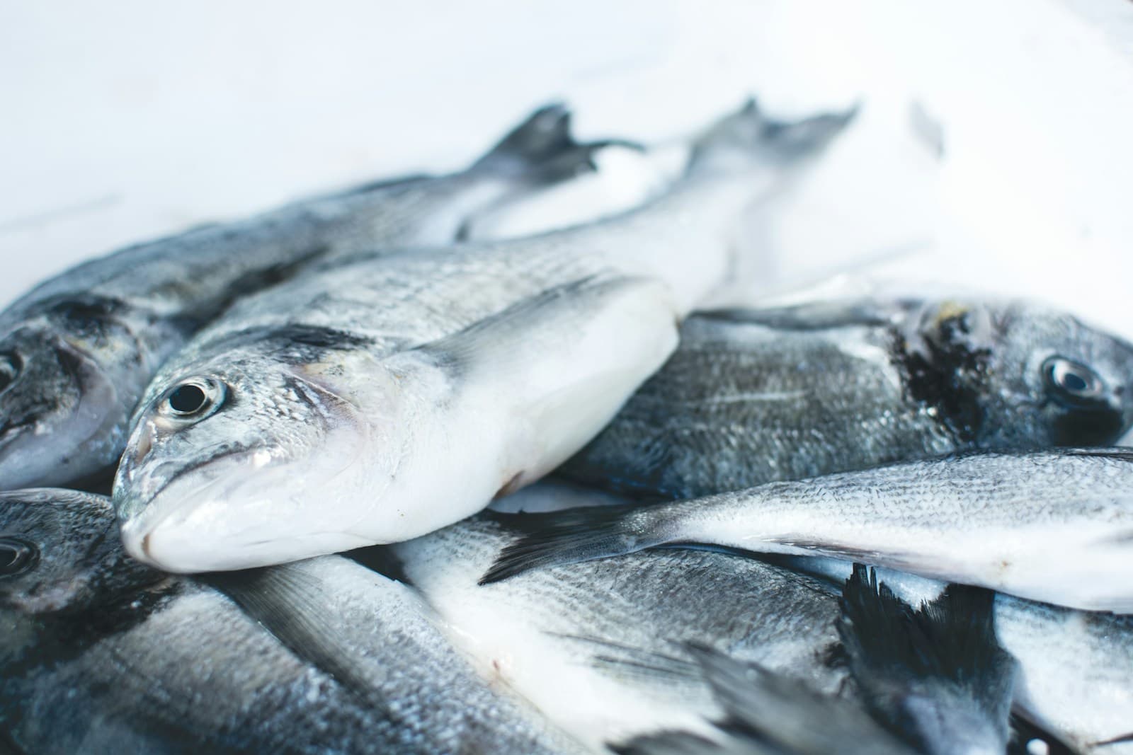Fisheries & Aquaculture