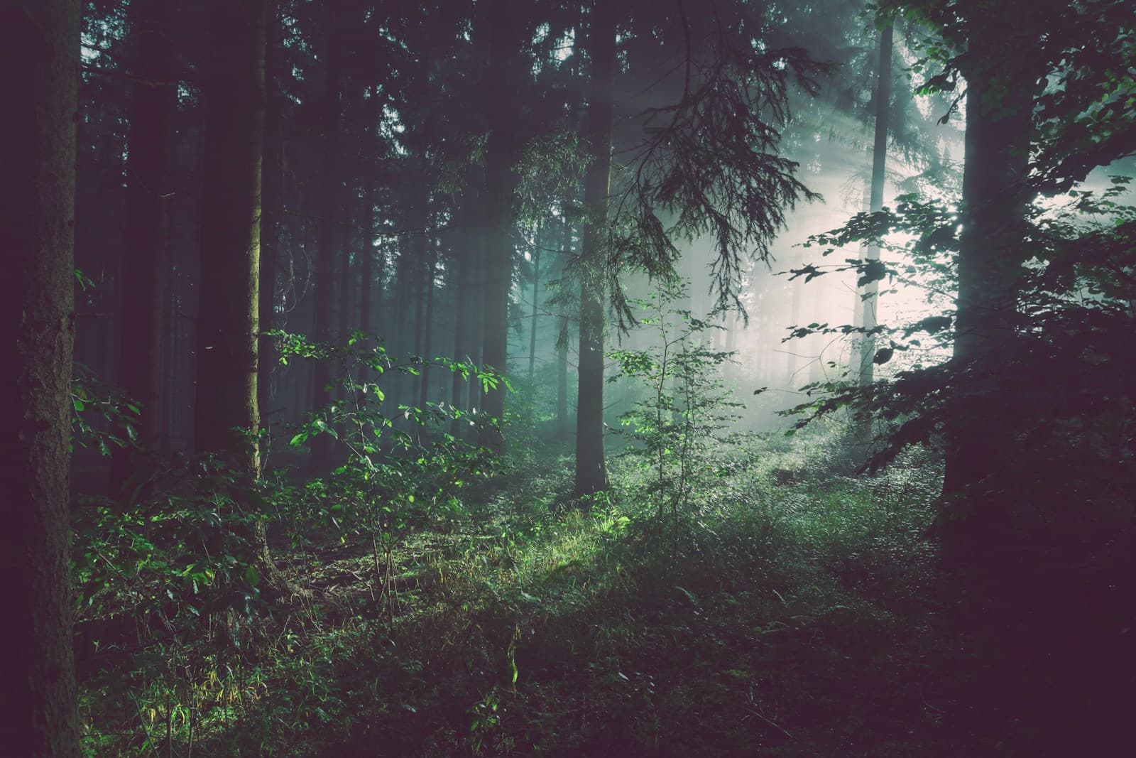 Forestry & Biodiversity