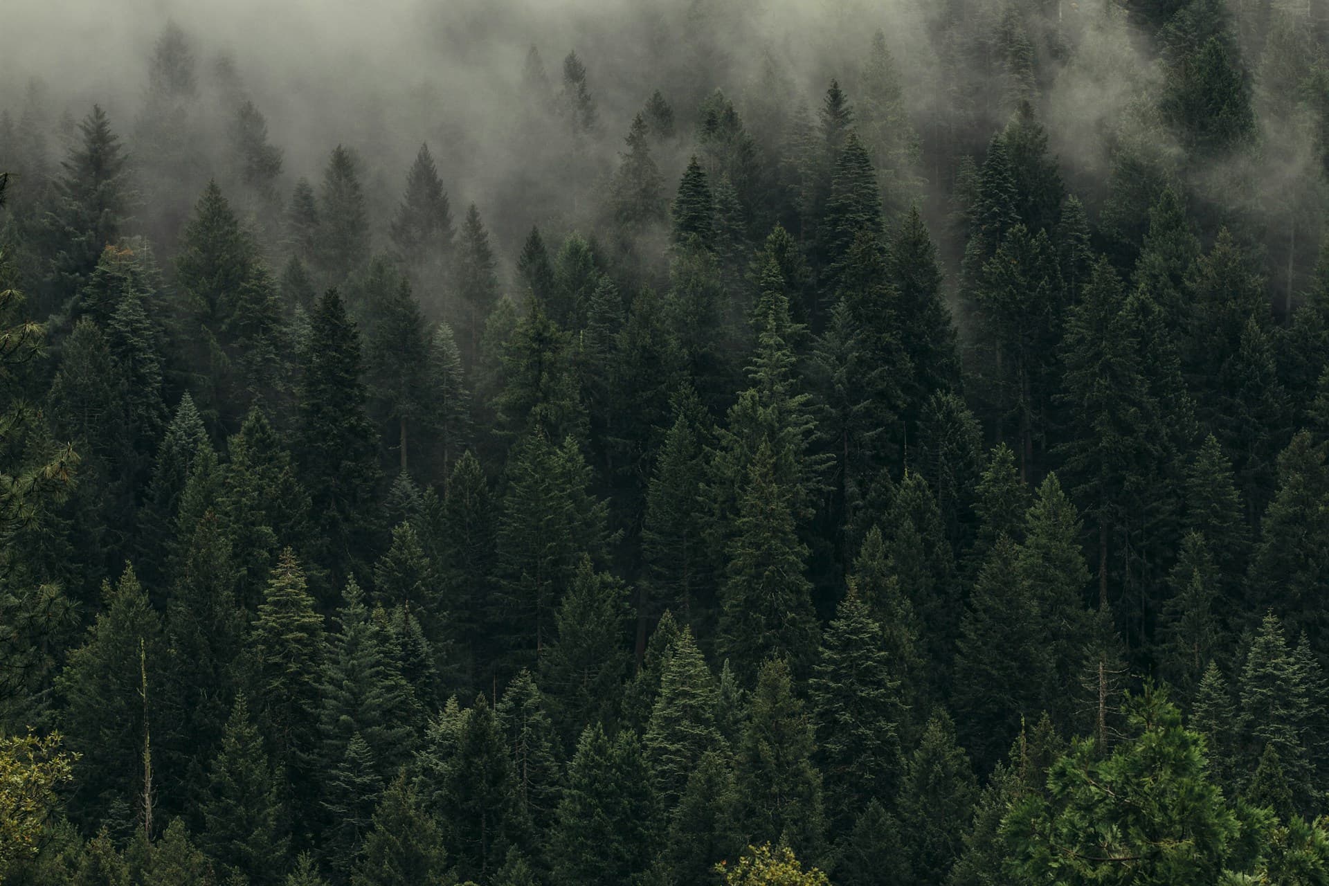 Misty pine forest representing ACEA International environmental and climate advisory